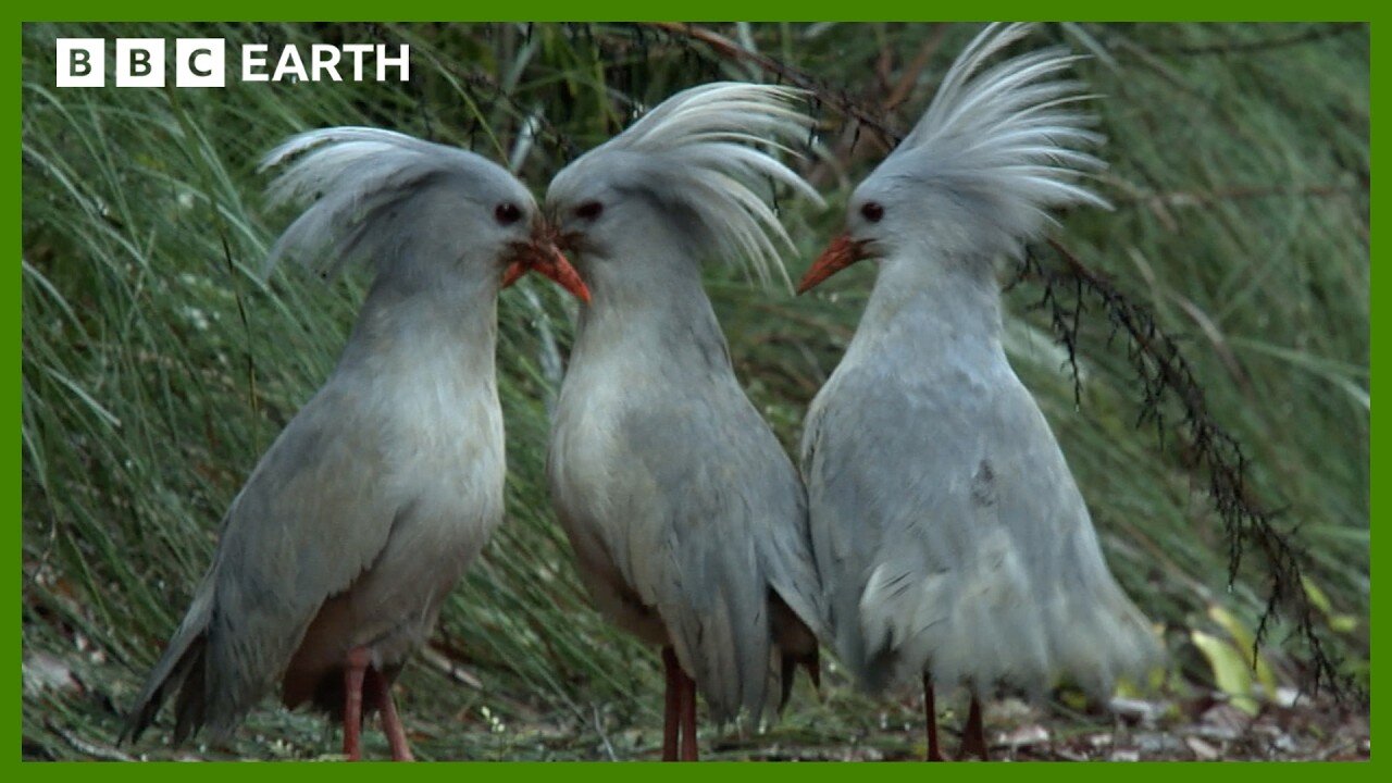 The Flightless Bird of New Caledonia