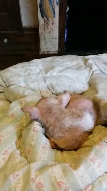 Tinkerbell my Chihuahua 2013