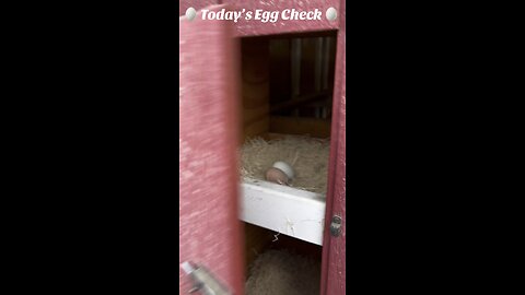 🥚 Tuesday’s Egg Check! 🥚