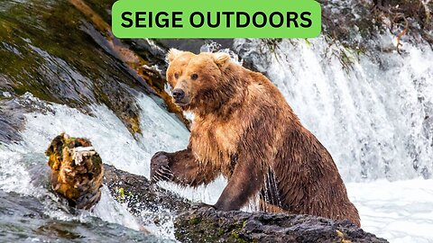 Katmai National Park Bear Feeding Live Stream!