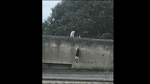 Kan han klara det?!? Näe... går inte!😾 en annan katt visar...🙀 Det går inte... Klarar han det?