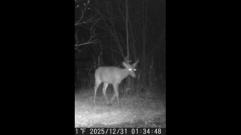 Deer Cam Photos December 2025 New Years Eve Buck Doe Cat Game Cam Trail Camera