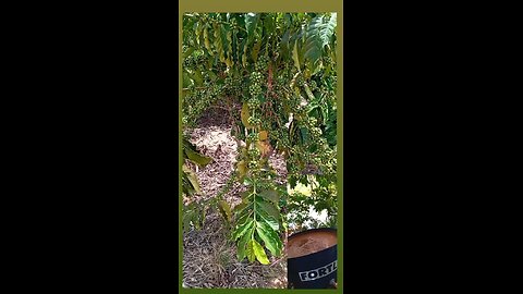 Attention USA! Your Coffee Is Growing Right Now in Brazil – 2026 Harvest Loading