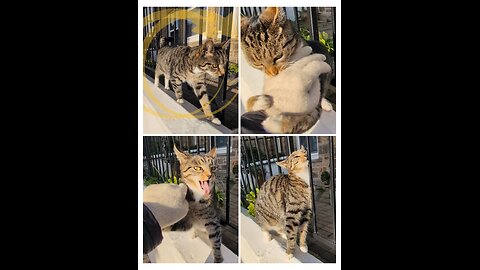 𝗙𝗲𝗶𝘀𝘁𝘆 𝗕𝗮𝗯𝘆 & 𝗠𝗲𝗹𝗹𝗼 𝗕𝗮𝗯𝘆 😺