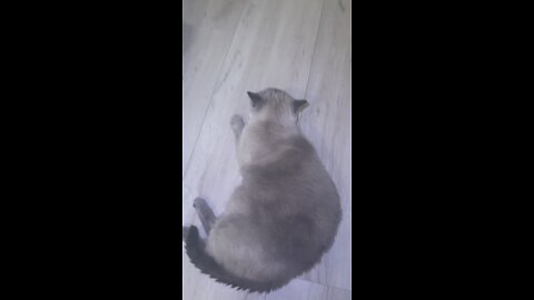 Biggest Lazy Cat of the World