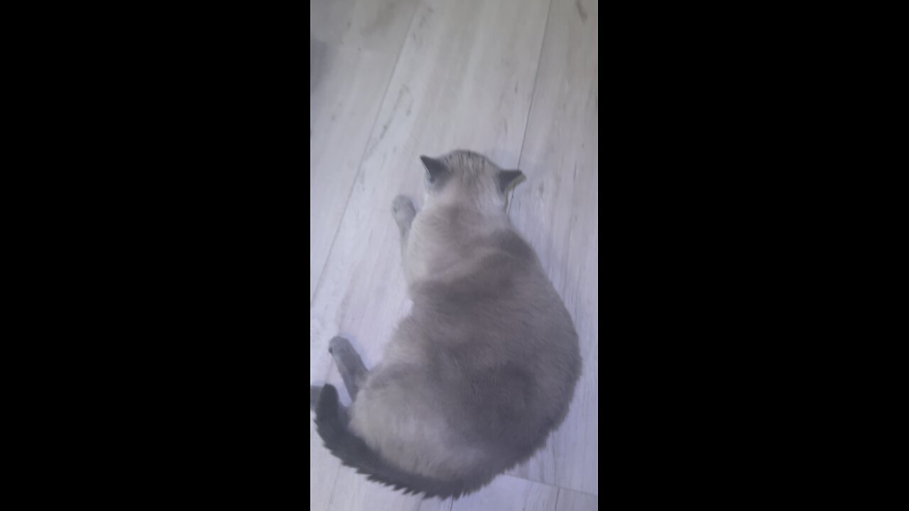 Biggest Lazy Cat of the World