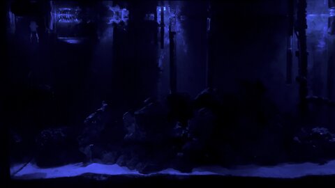 My saltwater tank a night