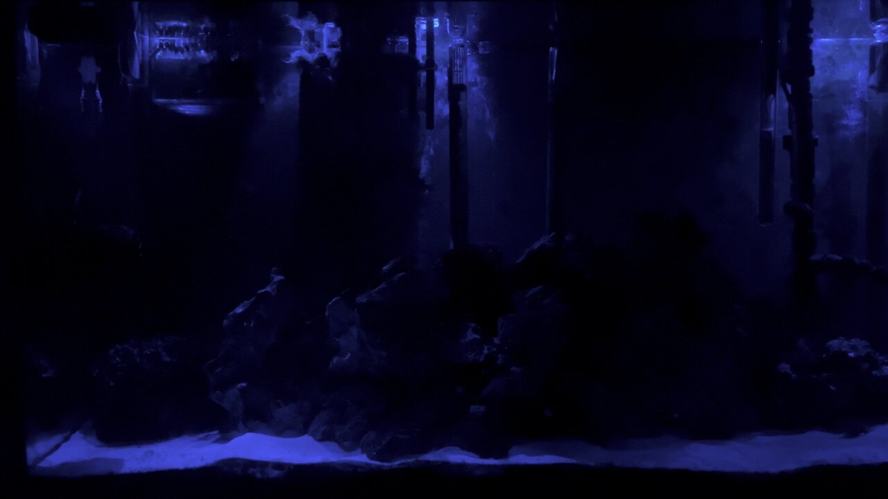 My saltwater tank a night