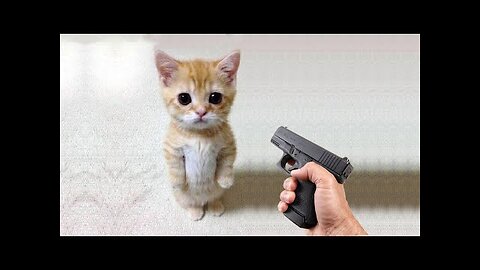 Funny cat 😽 vs Gun 🔫 - Funny Animals 😂 playing dead on finger shot Compilation || Animal G