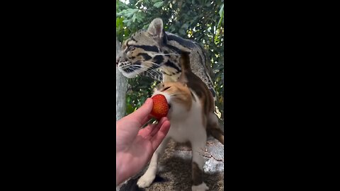 Kucing yang mungkin mirip sama macan