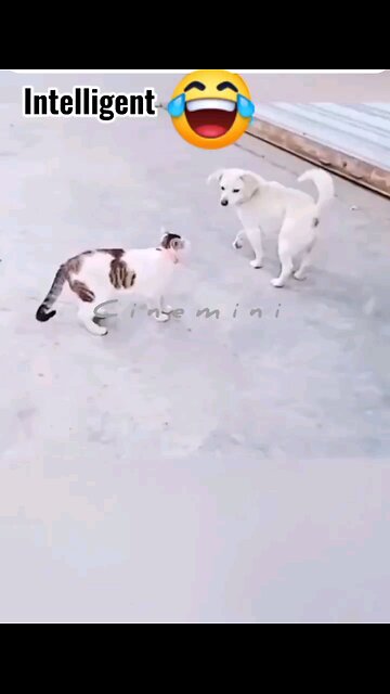 what a acting Hey one in a Million love cat😻💖🐶