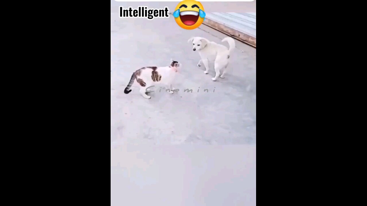 what a acting Hey one in a Million love cat๐ป๐๐ถ