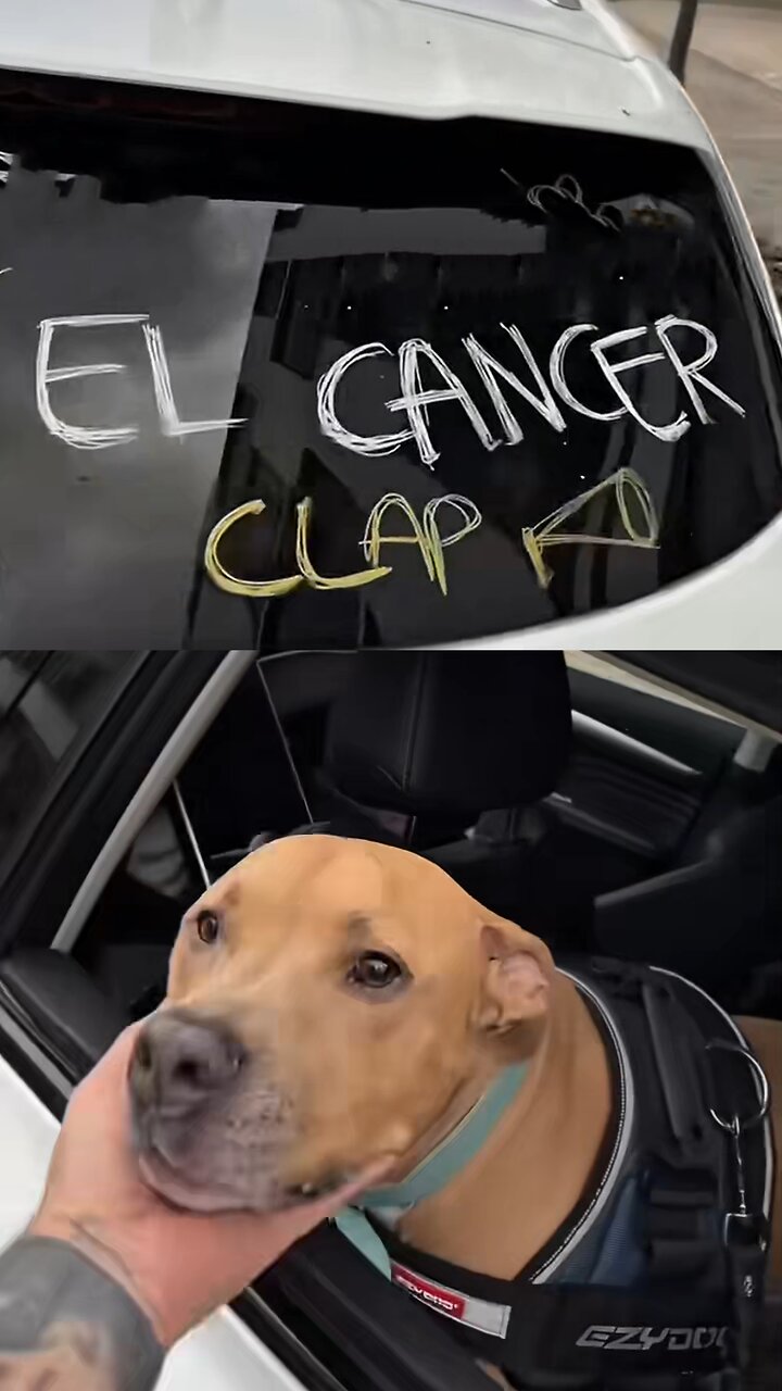 Así felicitan en las calles a un perro que ha vencido el cáncer