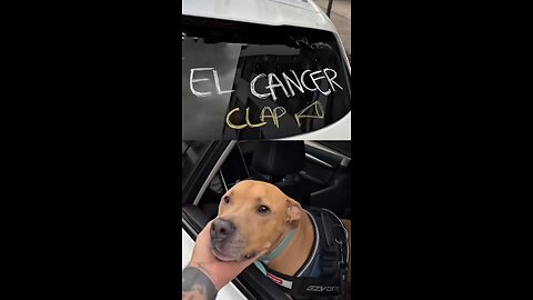 Así felicitan en las calles a un perro que ha vencido el cáncer