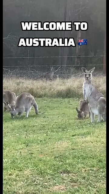 Kangaroo diaries only in Australia 🇦🇺