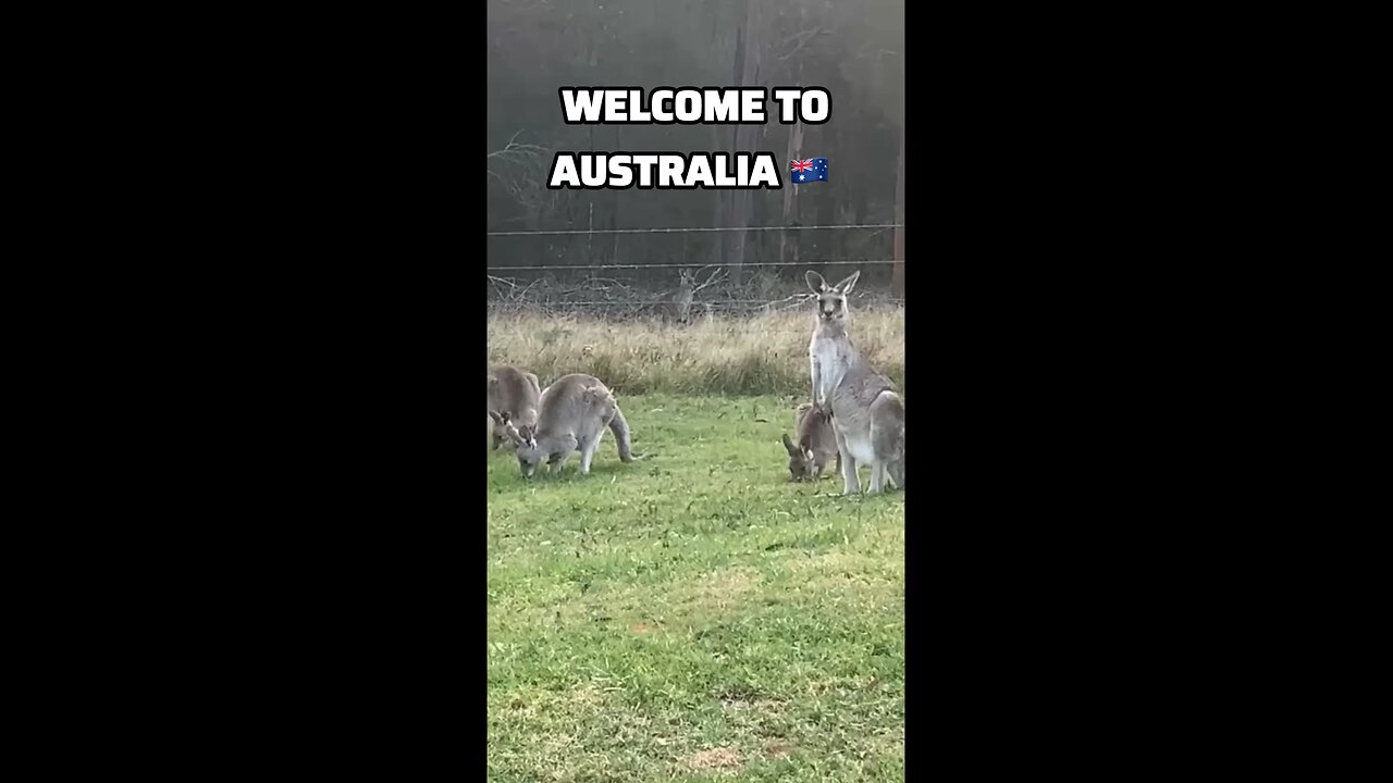 Kangaroo diaries only in Australia 🇦🇺