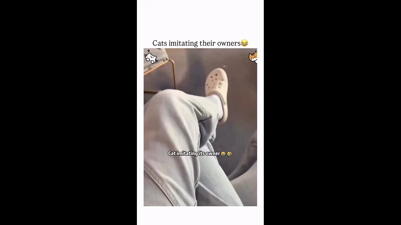 Cat imitating their owner 😊