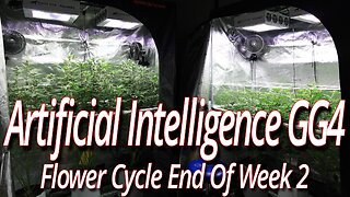 GG4 AI Flower Cycle Week 2, Blackdog LED Full Garden Update