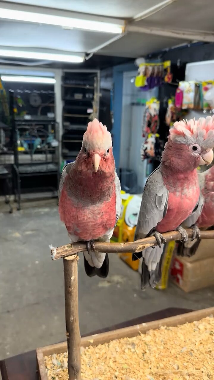 Australian wild life