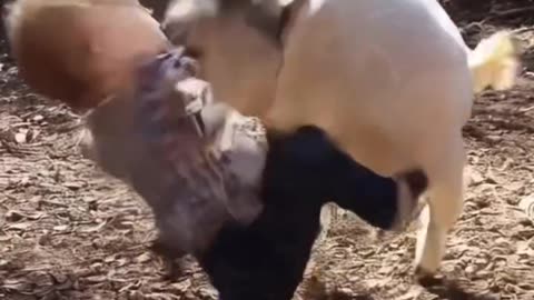 Baby cute fight
