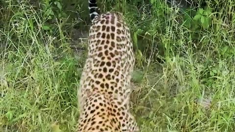 Cheetah Calmly Approaches a Car in the Jungle