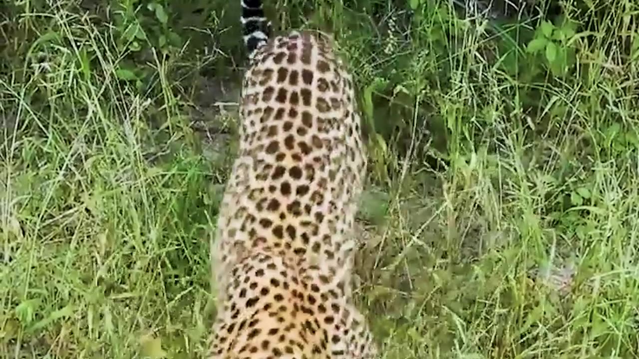 Cheetah Calmly Approaches a Car in the Jungle