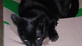 😹😾 Cat Destroys Box & It's the Funniest Thing You've Seen All Day! | FunFM