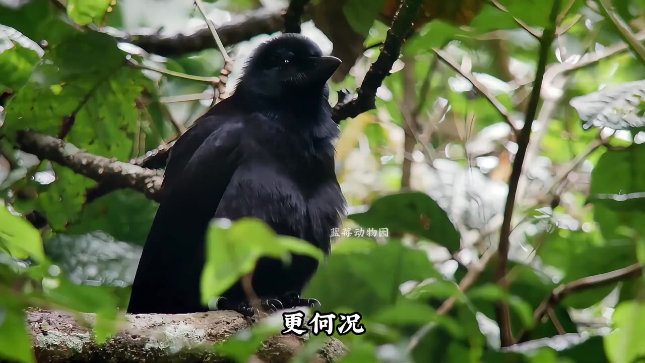 The crow, one of the most intelligent birds in the world, find out why!