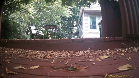 Wildlife Filmed By Haza PR800 Wild Camera, Levagood Area, Dearborn, Michigan, Sept. 19 To 26, 2025