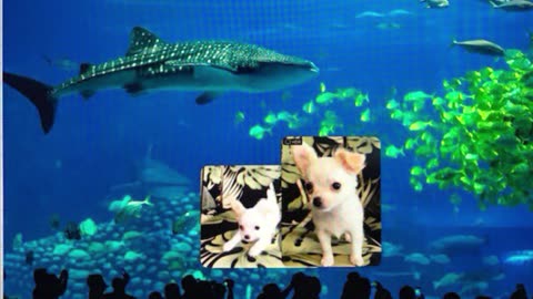 Paco in Hawaii Beneath the Sea