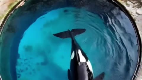 Rescued from a park pool, this orca whale is finally back in the ocean where it belongs!