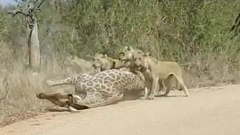 "Giant vs. Predators: The Terrifying Moment a Massive Giraffe Falls to Lions!"