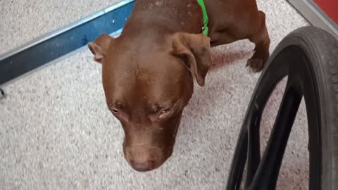 Laiza 7y A664278 kennel 10 pod 1 PACC shelter gave him some body rubs, he was real happy20251019262