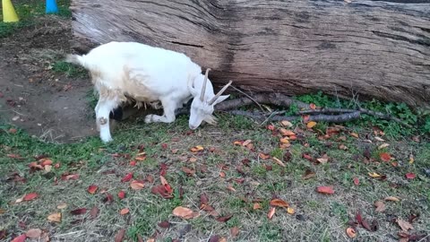山羊さん落ち葉を食べている