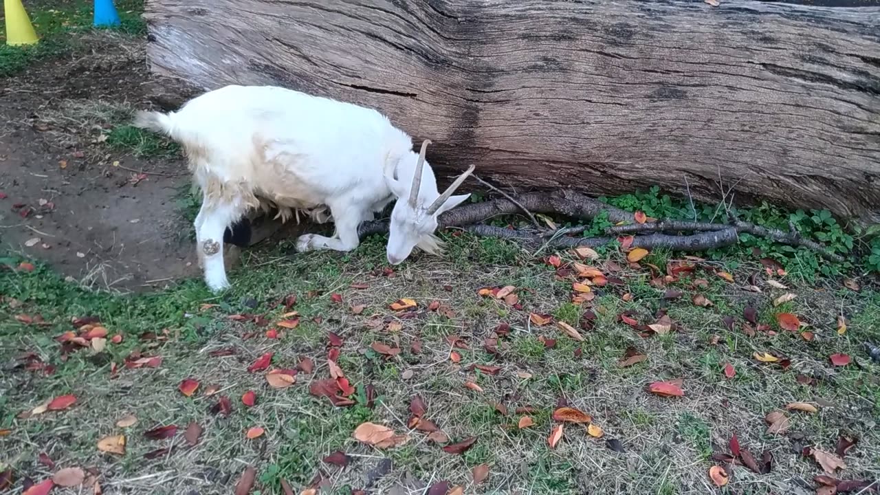 山羊さん落ち葉を食べている