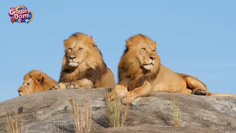 Majestic Lions of the Savanna: Kings of the Wild