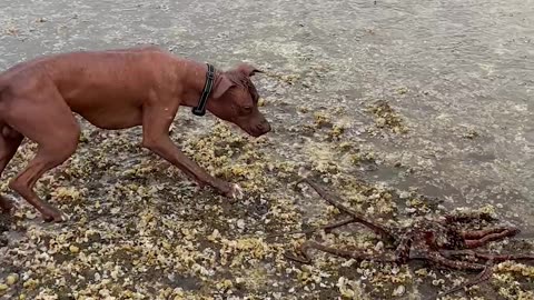 Dog and Octopus Meet on the Beach
