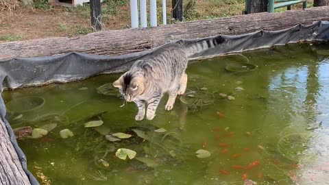 Cat Chases His Fish Friends on a Frozen Pond