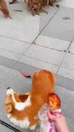 Funny Dog 😂😂😂