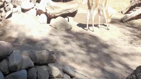 vicuña