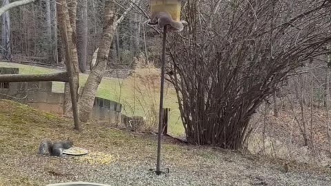 Amazing and beautiful creatures -Squirrel Power Pose