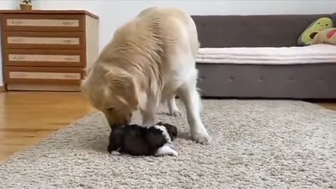 Dog and baby boy