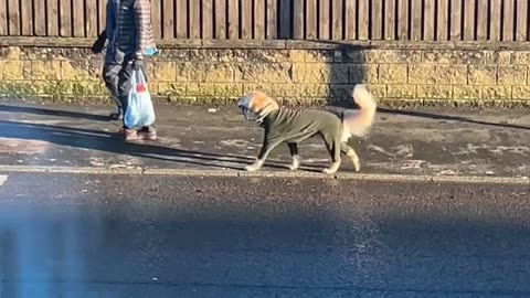 Dressed Golden Retriever Goes On Little Walk