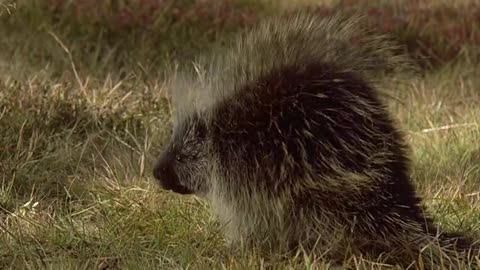 14. Homeward Bound: The Incredible Journey