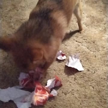 Christmas Bear Quick Clip 1