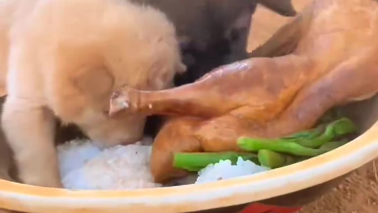 The mountain bandits are coming; eating slowly is not an option; little cute dog.