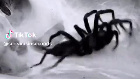 🕷️😨 Arachnophobes Beware! This is Terrifying | TheHauntingHour