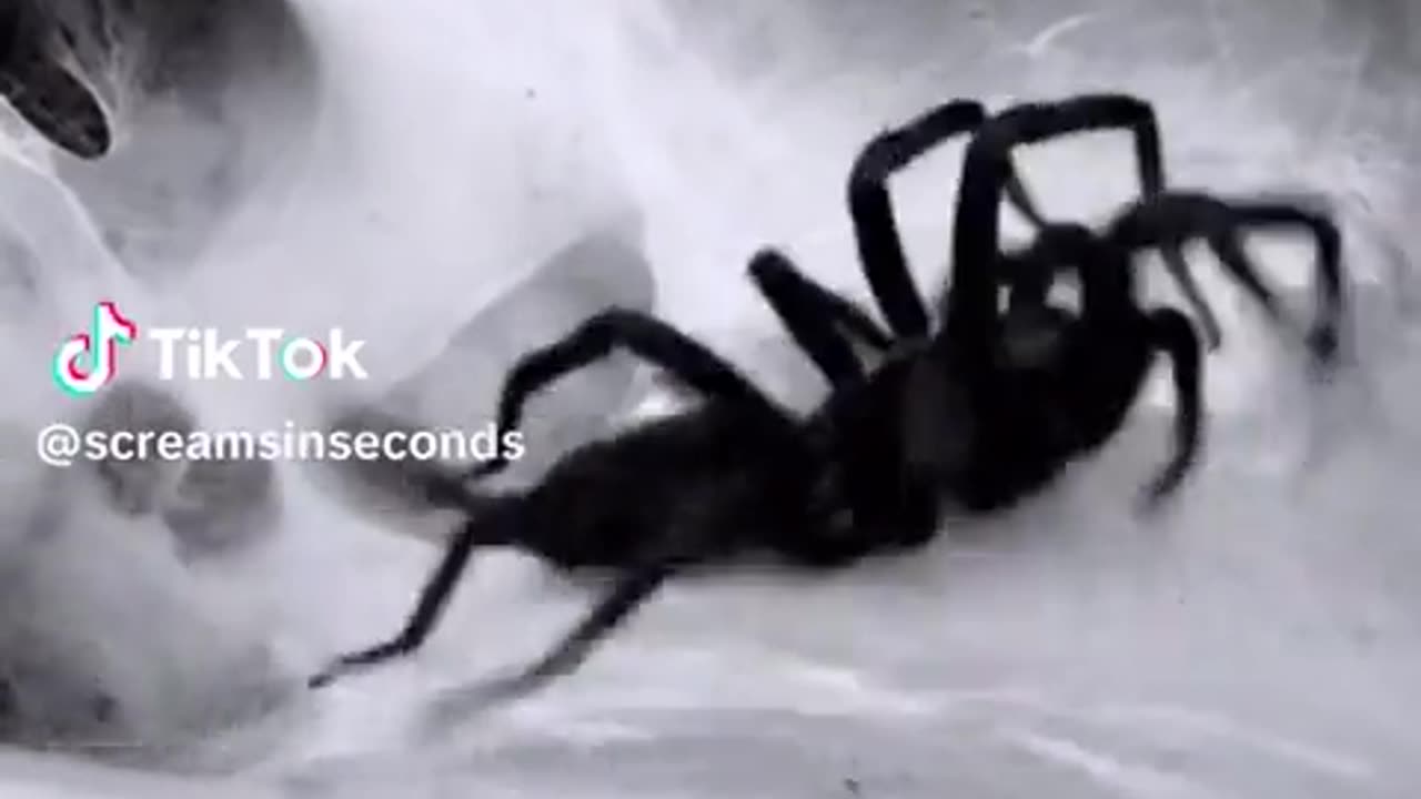 🕷️😨 Arachnophobes Beware! This is Terrifying | TheHauntingHour