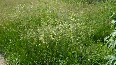 cutting down forest for Castlerock on Littlefield, shea show