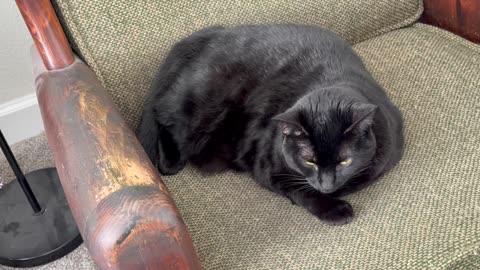 Cute Precious Piper is Good at Communication - My Adopted Shelter Cat Vlog